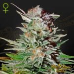 Super Lemon Haze Auto - Green House Seeds kaufen - Produktbild