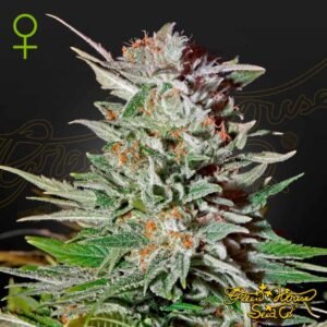 Super Lemon Haze Auto - Green House Seeds kaufen - Produktbild