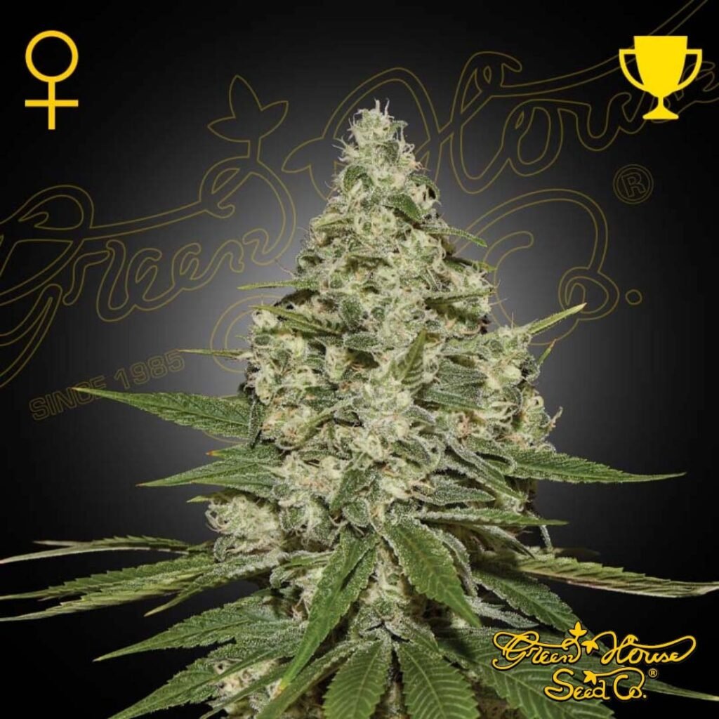 Super Lemon Haze - Green House Seeds kaufen
