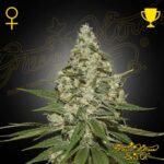 Super Lemon Haze - Green House Seeds kaufen