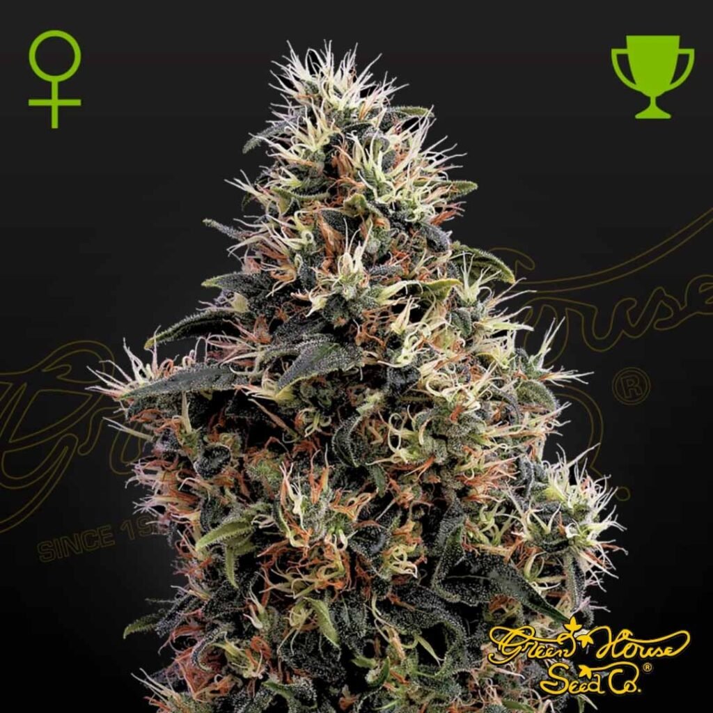 Sweet Mango Auto - Green House Seeds kaufen - Produktbild