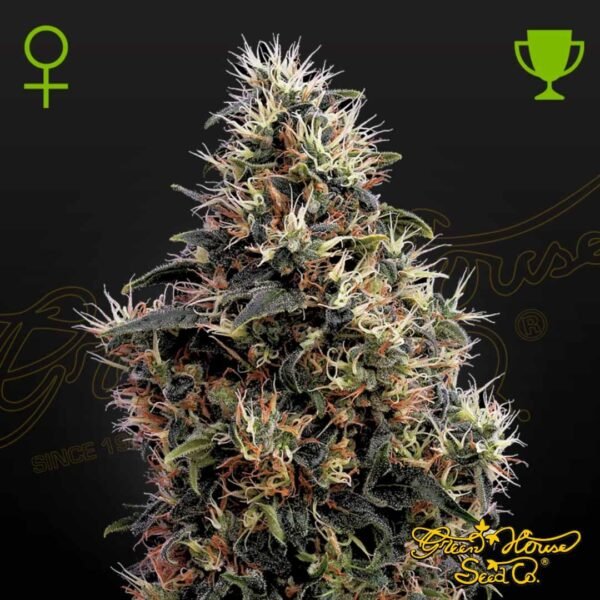 Sweet Mango Auto - Green House Seeds kaufen - Produktbild