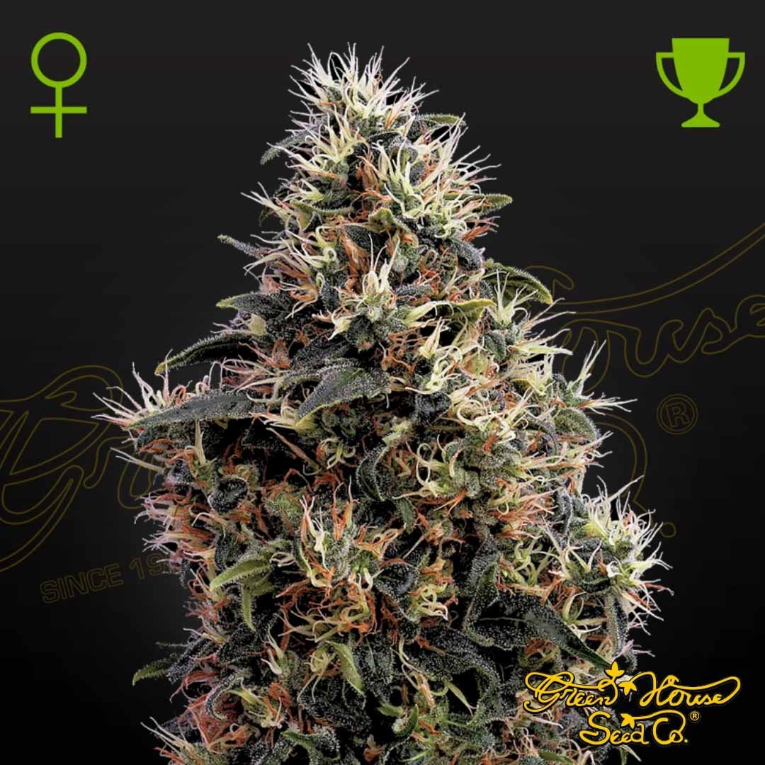 Sweet Mango Auto - Green House Seeds kaufen - Produktbild
