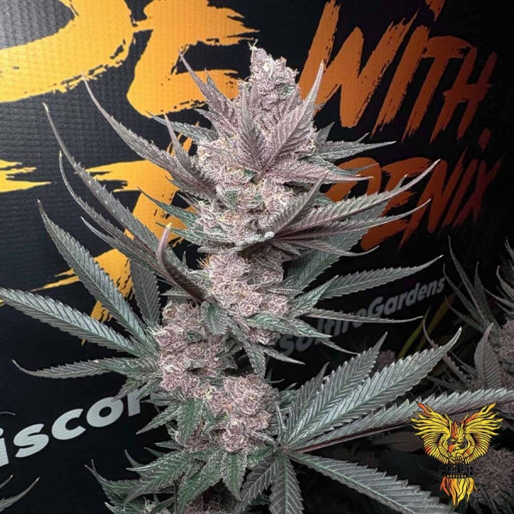 The Pulp Father - Solfire Gardens Cannabis Samen kaufen