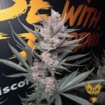 The Pulp Father - Solfire Gardens Cannabis Samen kaufen