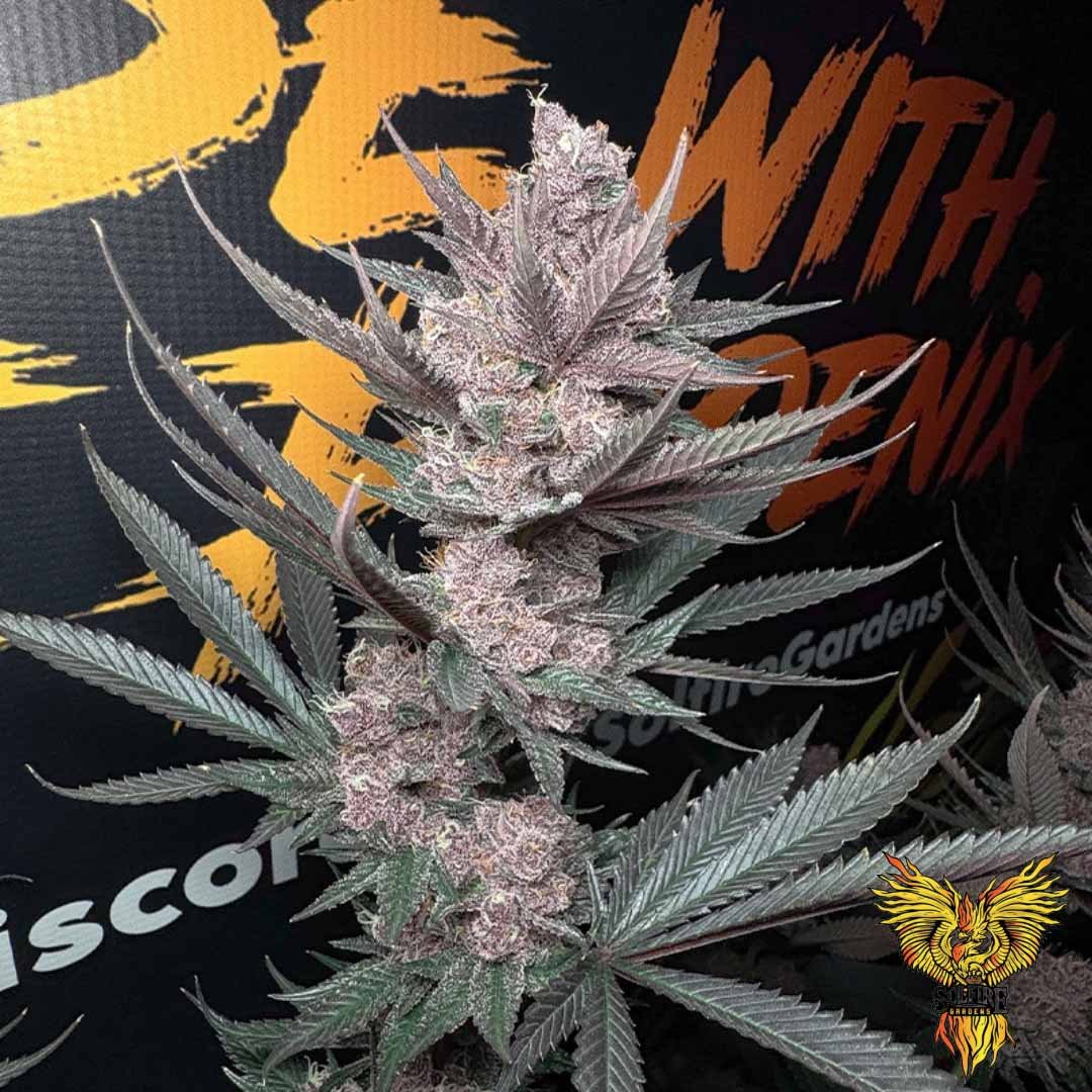 The Pulp Father - Solfire Gardens Cannabis Samen kaufen