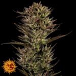 Thin Mint x Sour Pinot Auto - Barneys Farm Cannabissamen kaufen