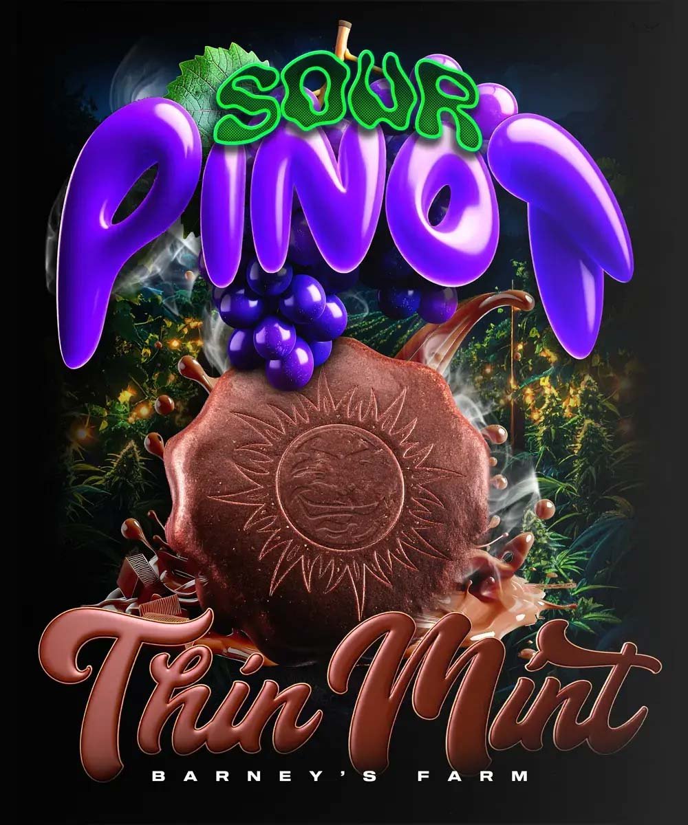 Thin Mint x Sour Pinot Auto - Barneys Farm Cannabissamen kaufen Produktbild Artcover
