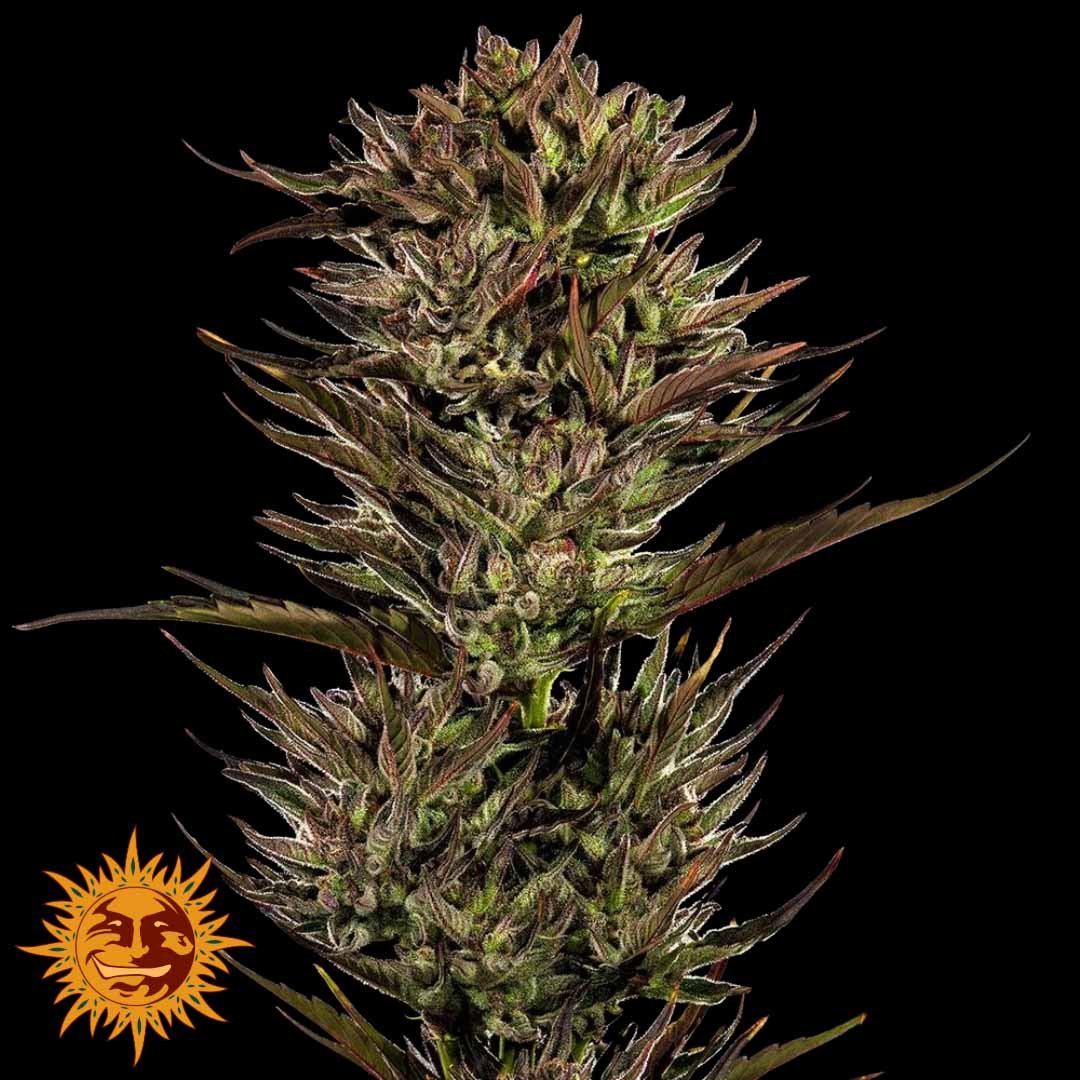 Thin Mint x Sour Pinot Auto - Barneys Farm Cannabissamen kaufen