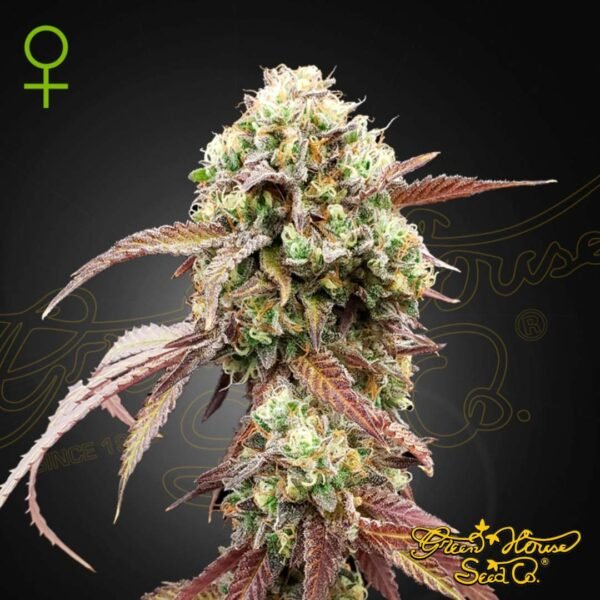 West Coast OG x Gelato 41 Auto - Green House Seeds kaufen - Produktbild