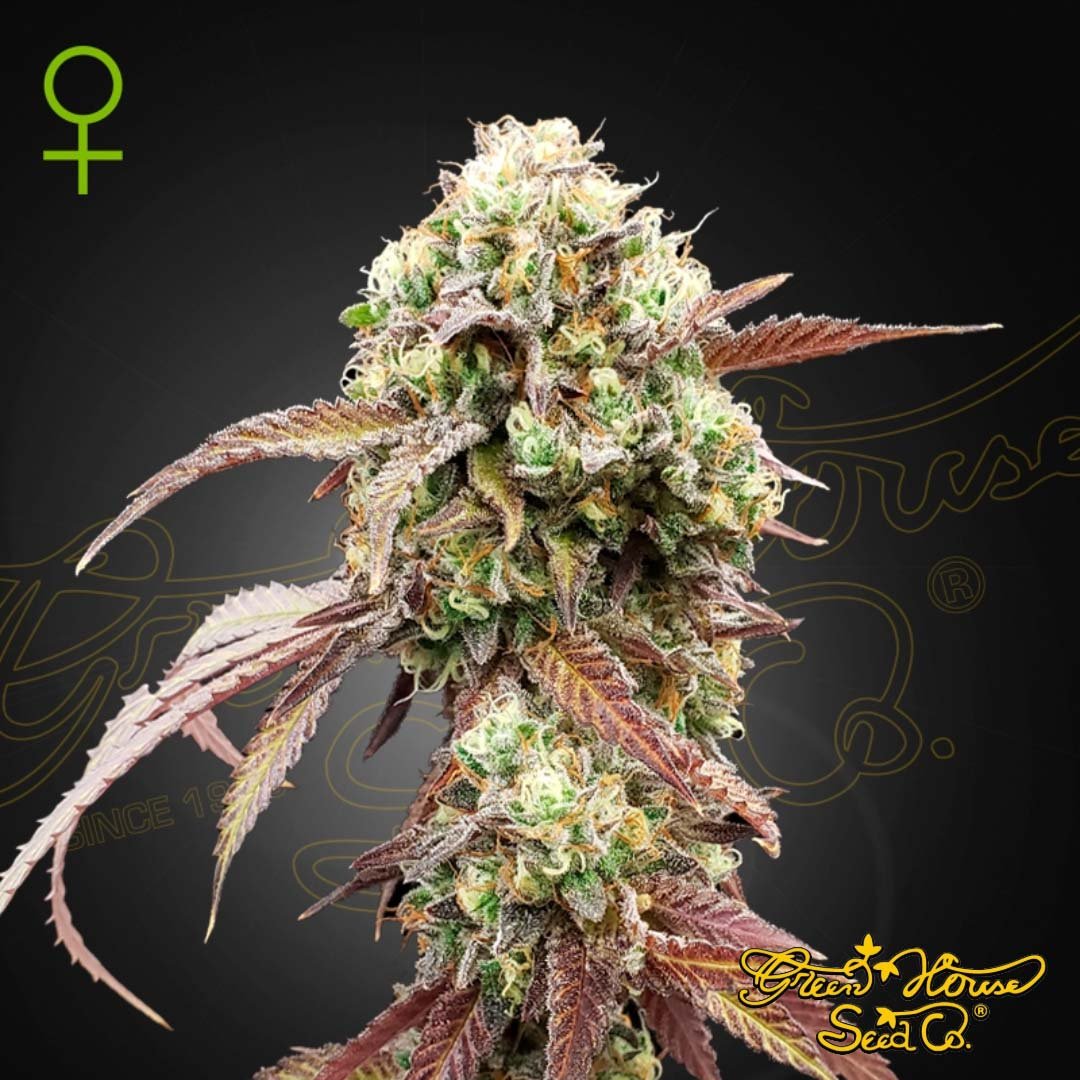 West Coast OG x Gelato 41 Auto - Green House Seeds kaufen - Produktbild