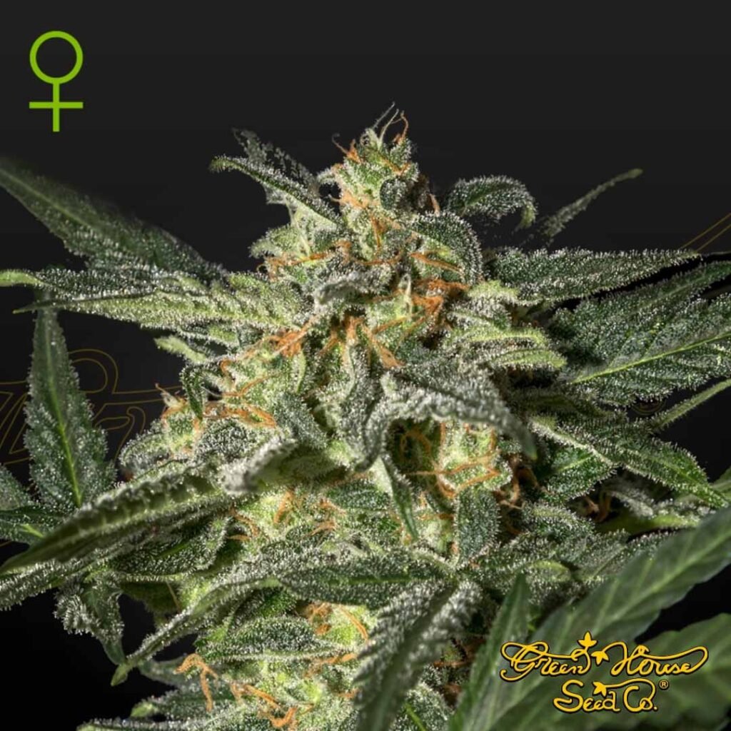 White Widow Auto - Green House Seeds kaufen - Produktbild
