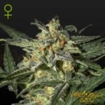 White Widow Auto - Green House Seeds kaufen - Produktbild