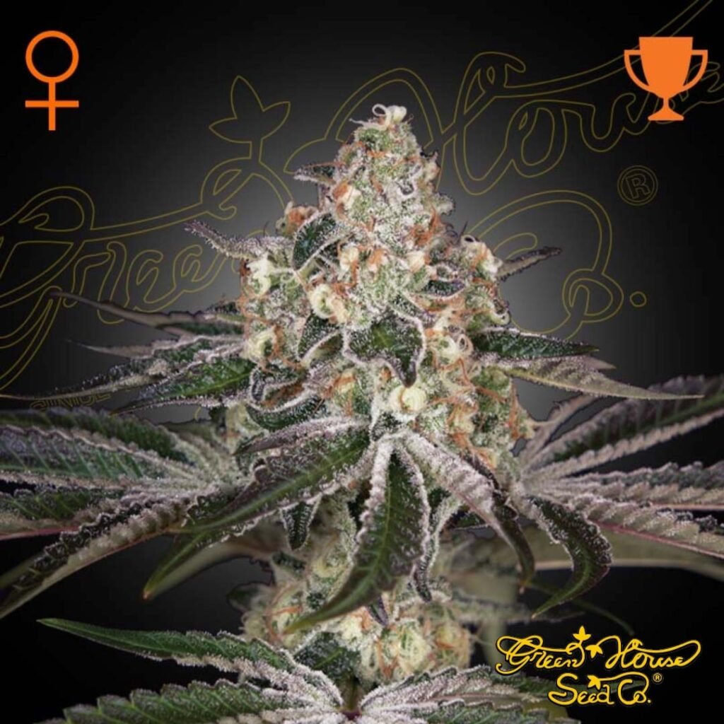 White Widow - Green House Seeds kaufen