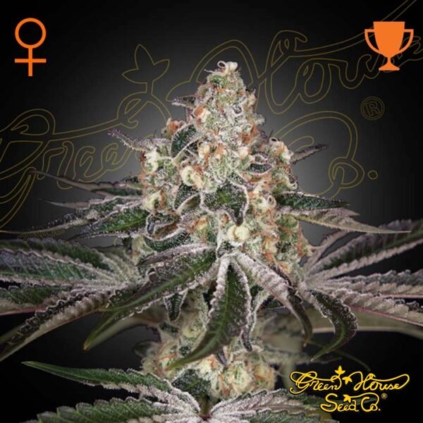 White Widow - Green House Seeds kaufen