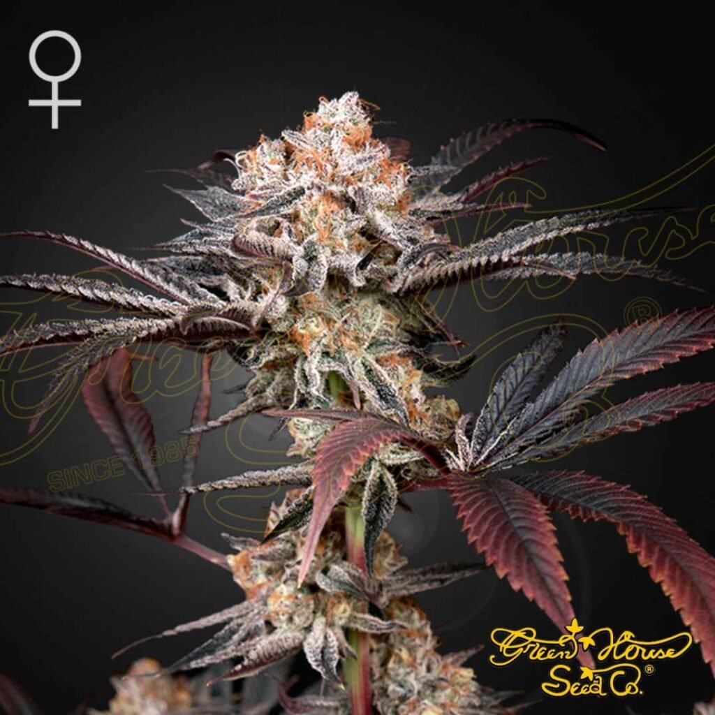 Wonder Pie - Green House Seeds kaufen