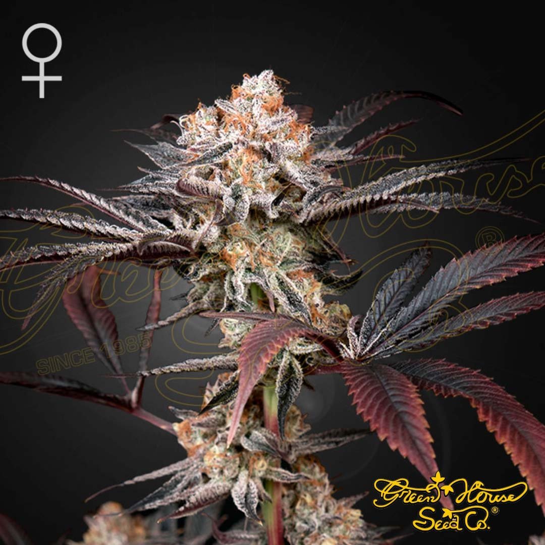 Wonder Pie - Green House Seeds kaufen