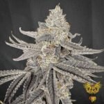 Yacht Party - Solfire Gardens Cannabis Samen kaufen