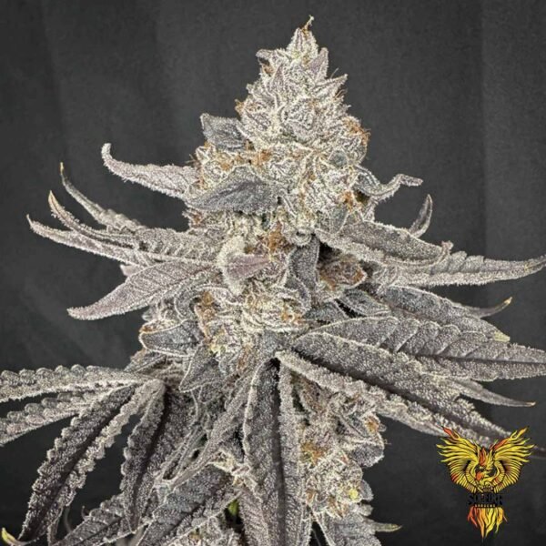 Yacht Party - Solfire Gardens Cannabis Samen kaufen