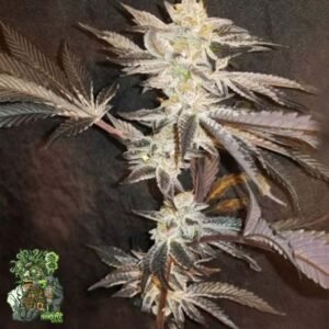 33rd Degree - In House Genetics Cannabis Samen kaufen