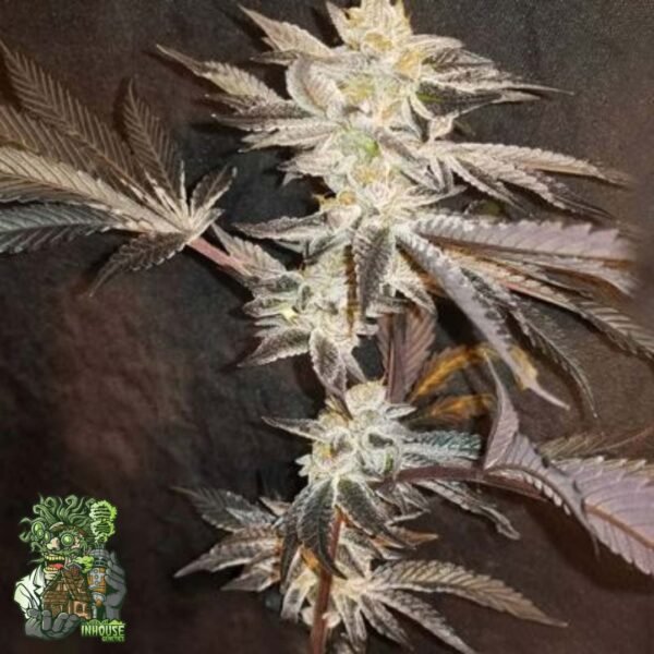 33rd Degree - In House Genetics Cannabis Samen kaufen