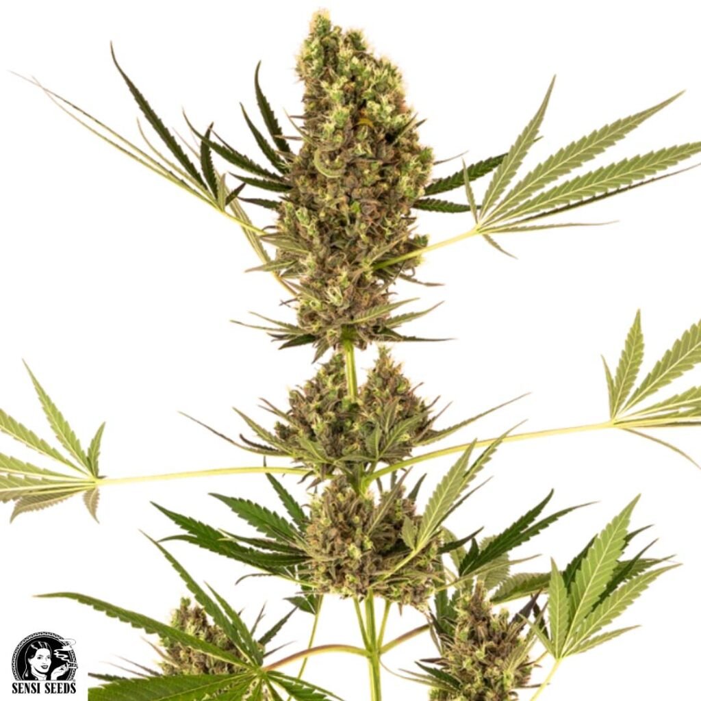 Alpine Delight CBD Auto - Sensi Seeds CBD Autoflower Cannabis Samen kaufen