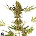 Alpine Delight CBD Auto - Sensi Seeds CBD Autoflower Cannabis Samen kaufen