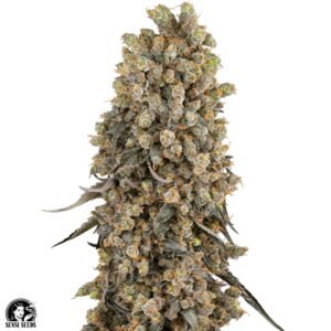 Atomic Blue Dream - Sensi Seeds Cannabis Samen kaufen