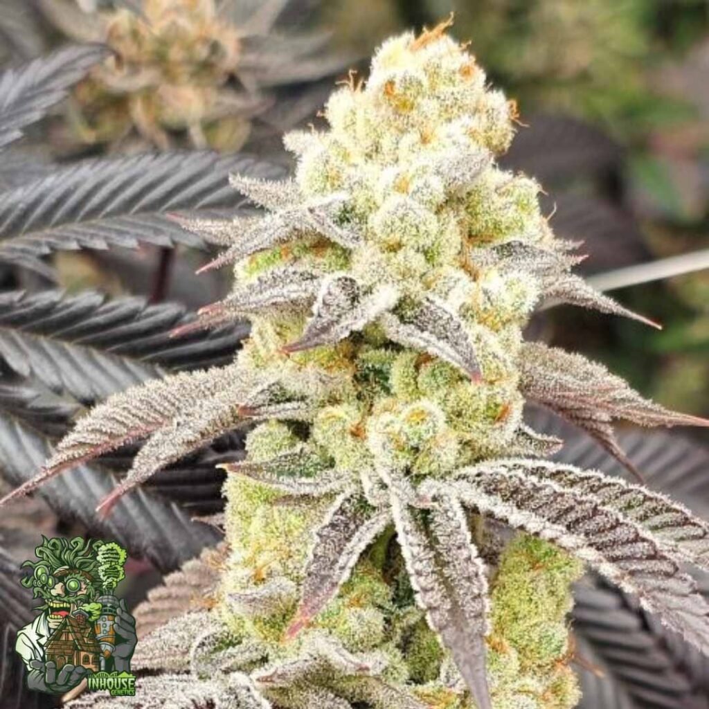 Aurelium - In House Genetics Cannabis Samen kaufen