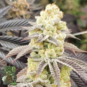 Aurelium - In House Genetics Cannabis Samen kaufen