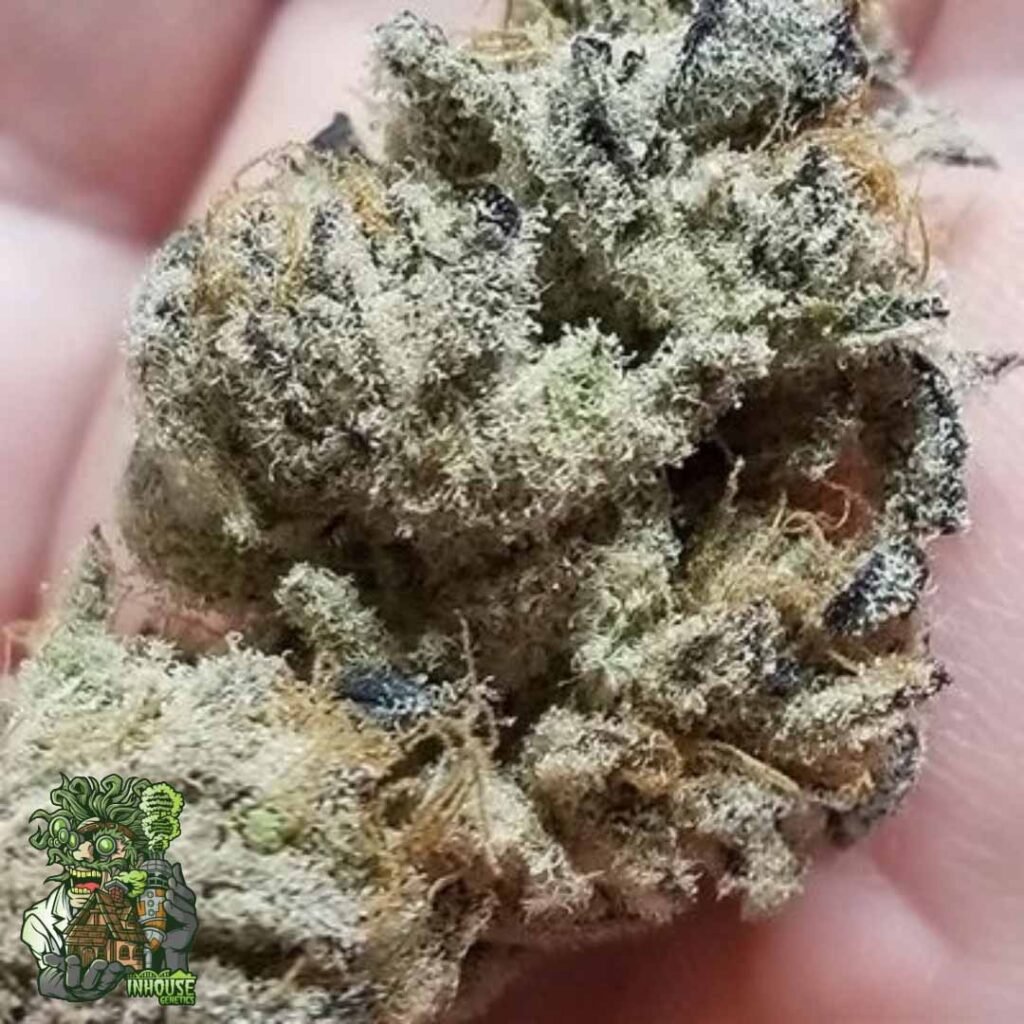 Banana Cake - In House Genetics Cannabis Samen kaufen
