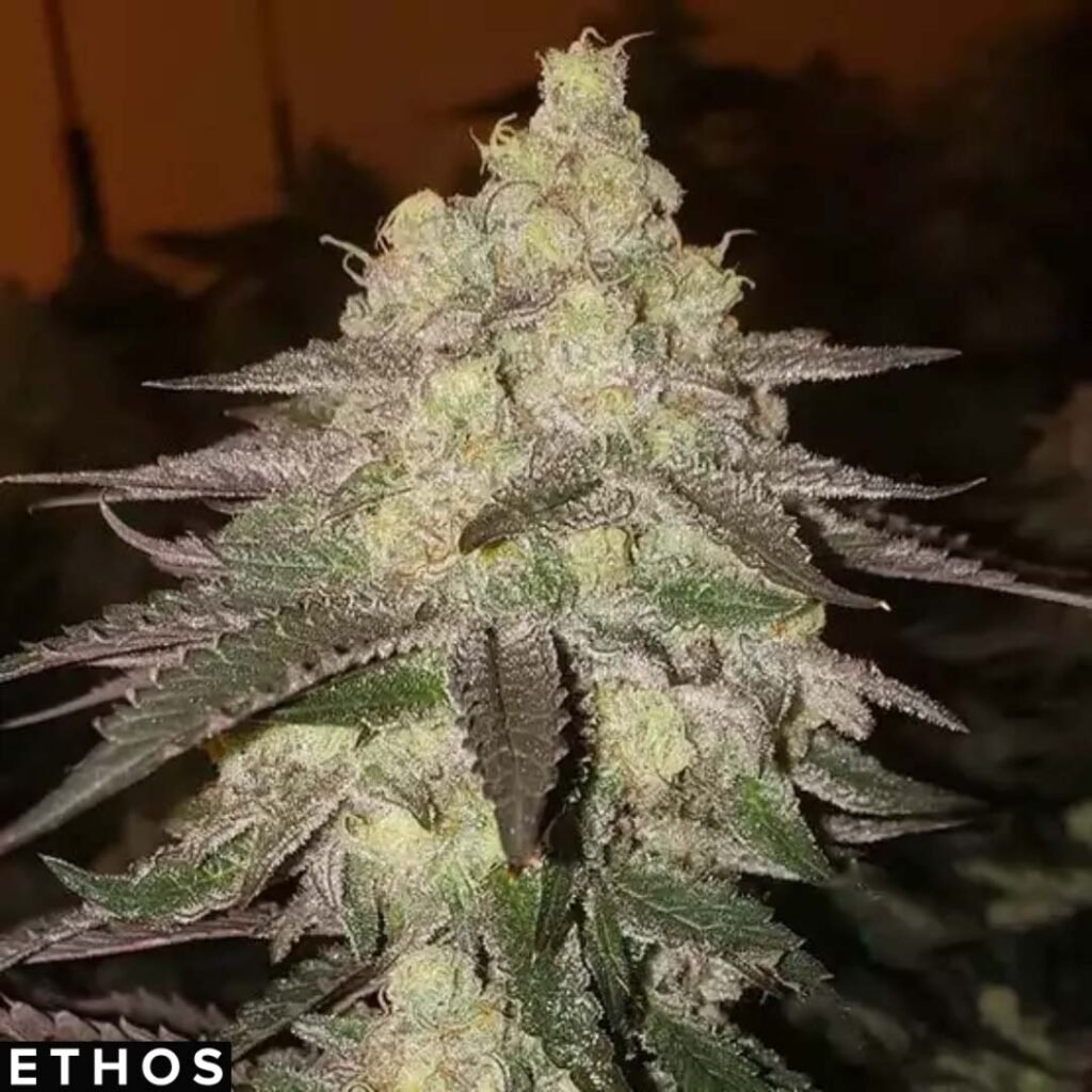 Banana Daddy Auto RBX2 - Ethos Genetics Autoflower kaufen