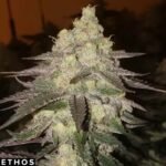 Banana Daddy Auto RBX2 - Ethos Genetics Autoflower kaufen