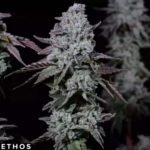 Banana Daddy IBL Auto - Ethos Genetics Autoflower kaufen