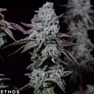 Banana Daddy IBL Auto - Ethos Genetics Autoflower kaufen