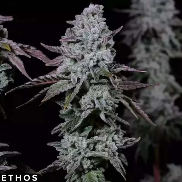 Banana Daddy IBL Auto - Ethos Genetics Autoflower kaufen Banana Daddy IBL Auto - Ethos Genetics Autoflower kaufen