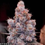 Banana Jealousy Auto RF3 - Ethos Genetics Autoflower kaufen
