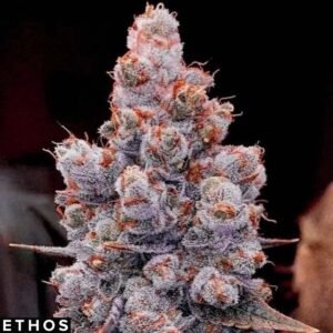 Banana Jealousy Auto RF3 - Ethos Genetics Autoflower kaufen