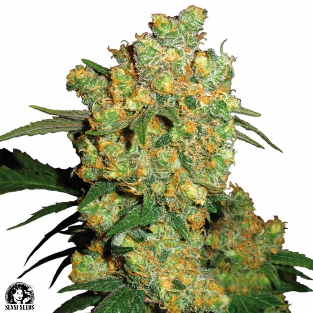 Big Bud - Sensi Seeds Cannabis Samen kaufen