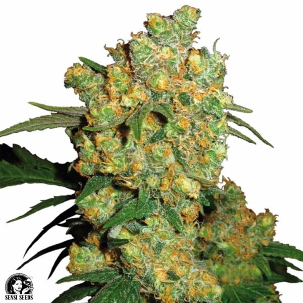 Big Bud - Sensi Seeds Cannabis Samen kaufen