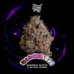 Black Bow - Wizard Trees Cannabis Samen kaufen