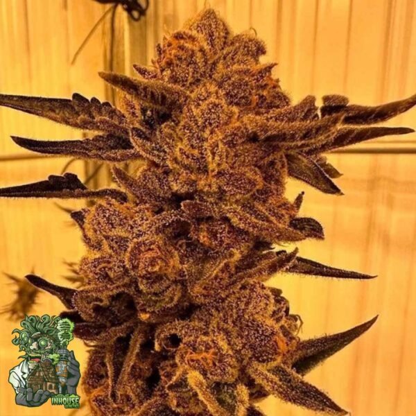 Black Cherry Flambé - In House Genetics Cannabis Samen kaufen