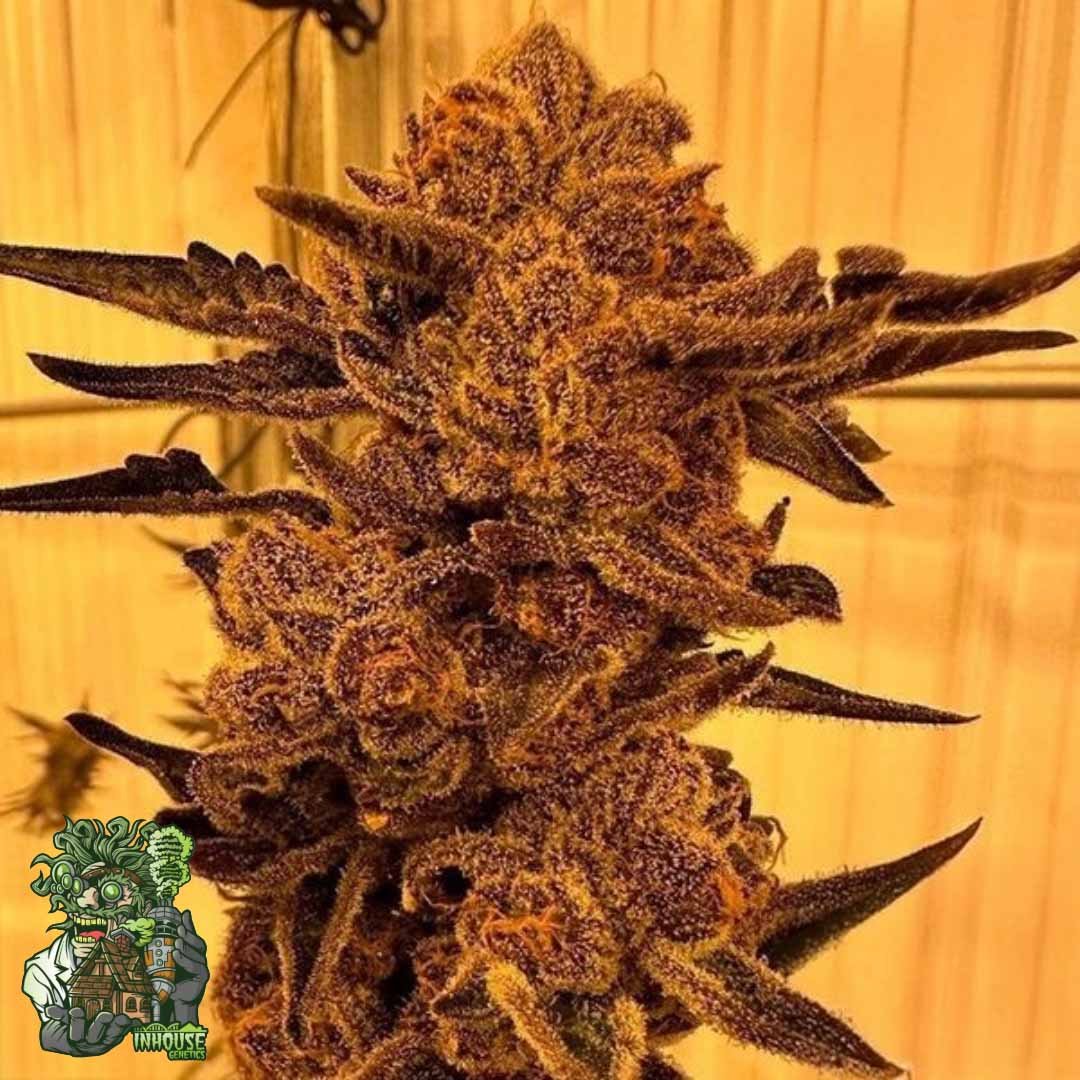Black Cherry Flambé - In House Genetics Cannabis Samen kaufen