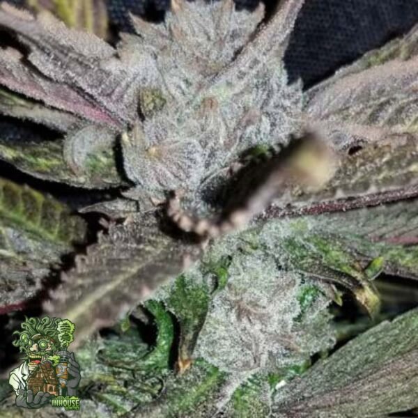 Black Cherry Punch - In House Genetics Cannabis Samen kaufen