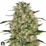 Black Domina - Sensi Seeds Cannabis Samen kaufen