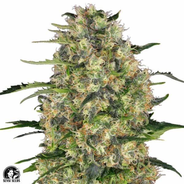 Black Domina - Sensi Seeds Cannabis Samen kaufen