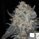 Black Water - The Cali Connection Cannabis Samen kaufen Produktbild