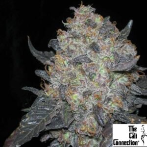 Black Water - The Cali Connection Cannabis Samen kaufen Produktbild