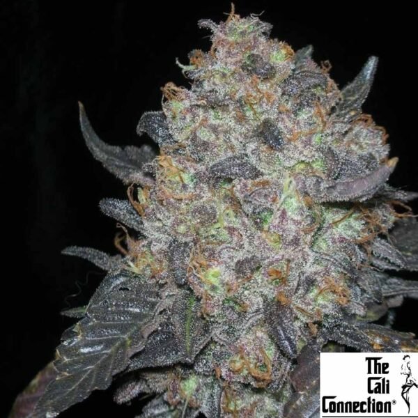 Black Water - The Cali Connection Cannabis Samen kaufen Produktbild
