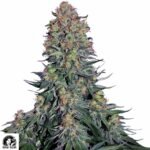 Blue Skunk - Sensi Seeds Cannabis Samen kaufen - Produktbild